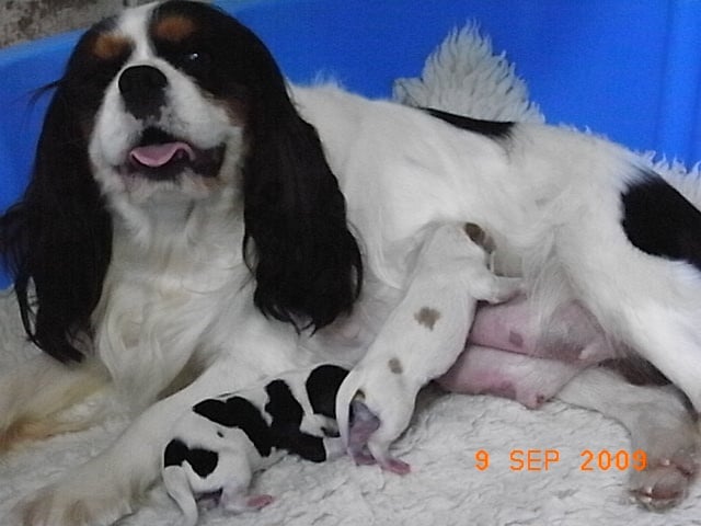 Chiot Cavalier King Charles Spaniel De la combe berail