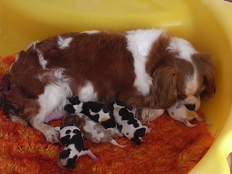 Chiot Cavalier King Charles Spaniel De la combe berail