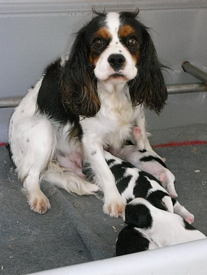 Chiot Cavalier King Charles Spaniel De la combe berail