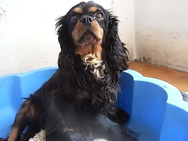 Chiot Cavalier King Charles Spaniel De la combe berail