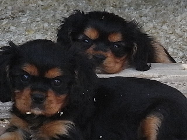 Chiot Cavalier King Charles Spaniel De la combe berail