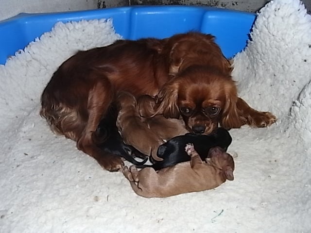 Chiot Cavalier King Charles Spaniel De la combe berail