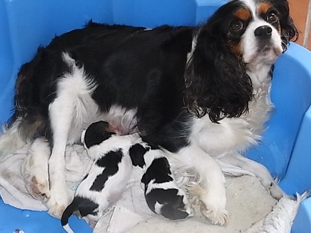 Chiot Cavalier King Charles Spaniel De la combe berail