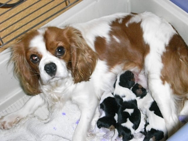 Chiot Cavalier King Charles Spaniel De la combe berail