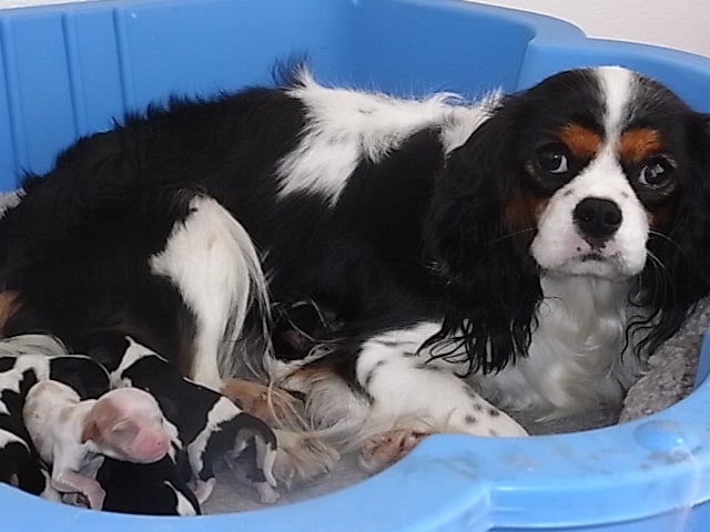 Chiot Cavalier King Charles Spaniel De la combe berail