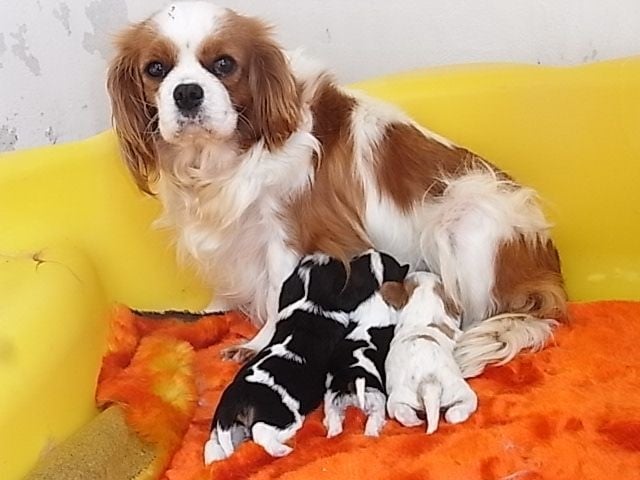 Chiot Cavalier King Charles Spaniel De la combe berail