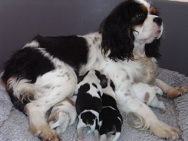 Chiot Cavalier King Charles Spaniel De la combe berail