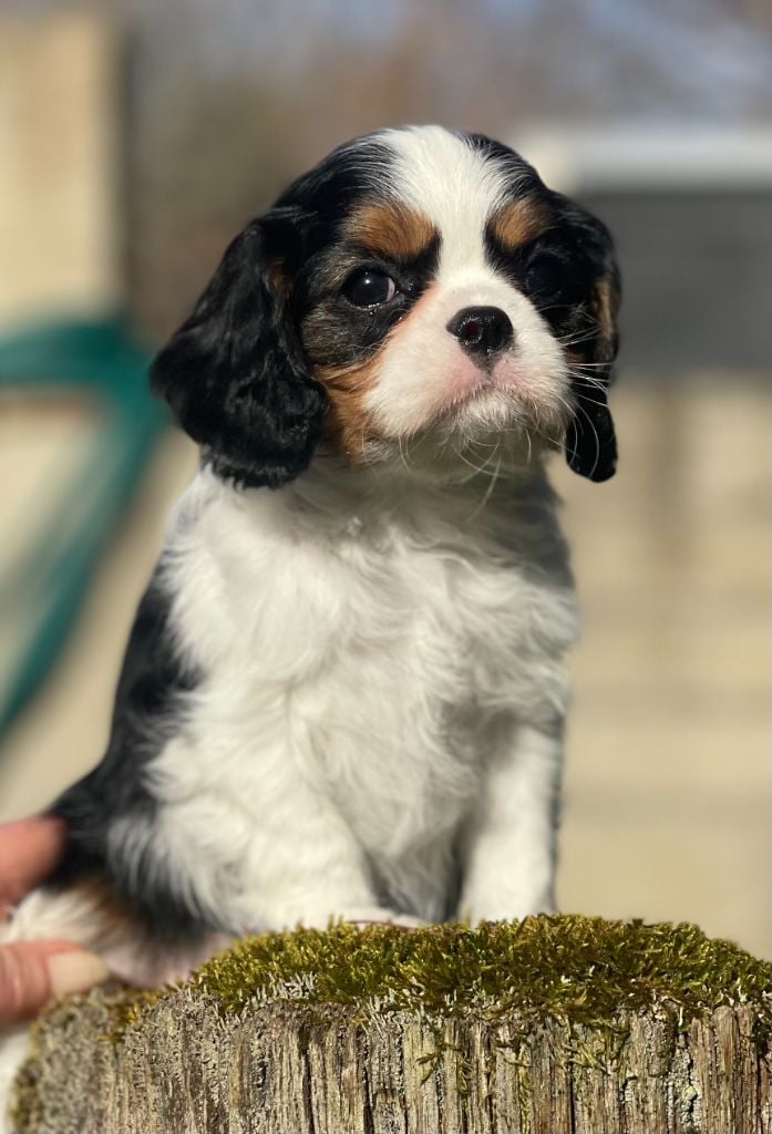 Storm haven - Chiots disponibles - Cavalier King Charles Spaniel