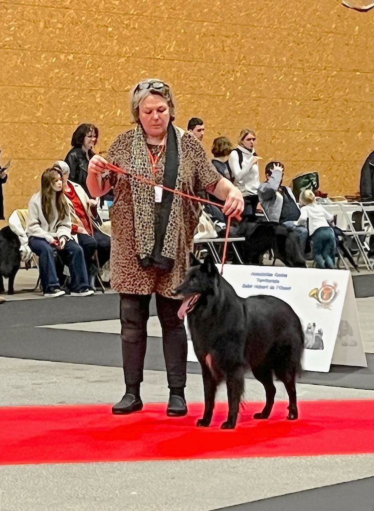 du Domaine de Vauroux - Bientôt une portée de GROENENDAEL au DDV ! 