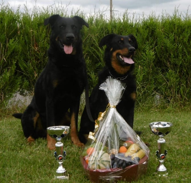 des Bergers de l'Oiseau Jaune - Championnat du Luxembourg