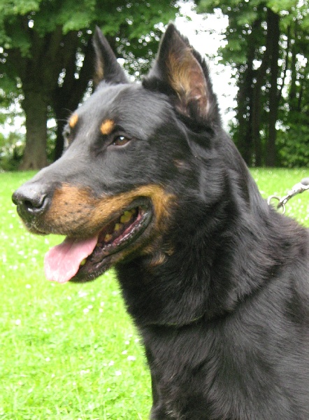 Chiot Berger de Beauce des Bergers de l'Oiseau Jaune