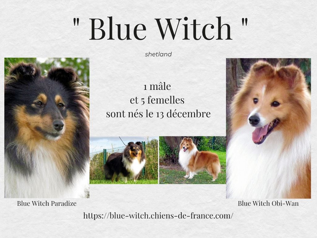 Blue witch - des chiots sont nés!