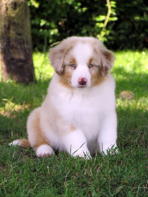 MALE ROUGE MERLE YEUX BLEUS