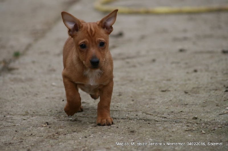 de Solemel - Chien de garenne portugais - Portée née le 01/12/2015