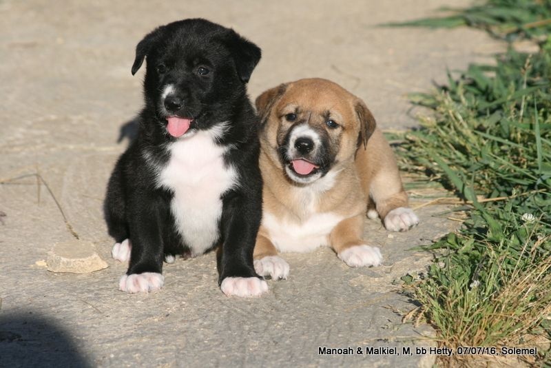 de Solemel - Canaan Dog - Portée née le 02/06/2016