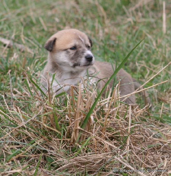 de Solemel - Canaan Dog - Portée née le 26/10/2012