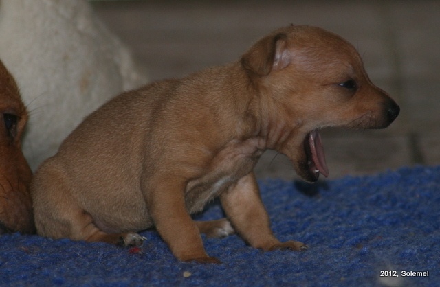 Chiot Chien de garenne portugais de Solemel