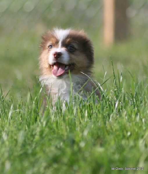 Chiot Berger Australien de Solemel