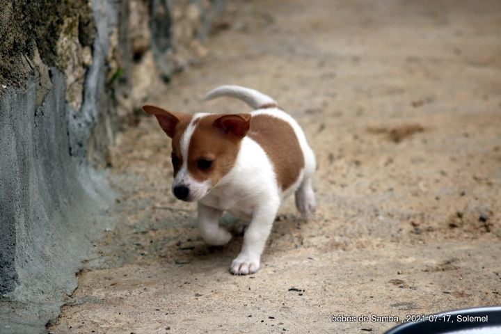 de Solemel - Chiots disponibles - Chien de garenne portugais