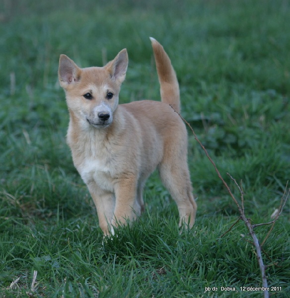 de Solemel - Canaan Dog - Portée née le 17/09/2011