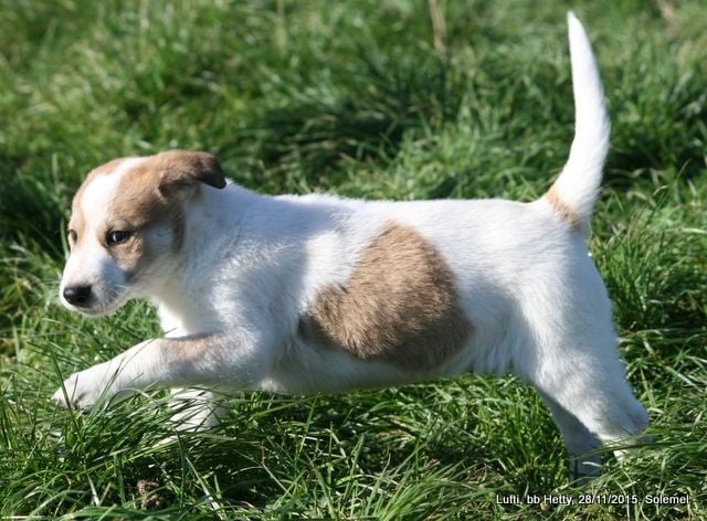 de Solemel - Canaan Dog - Portée née le 03/10/2015