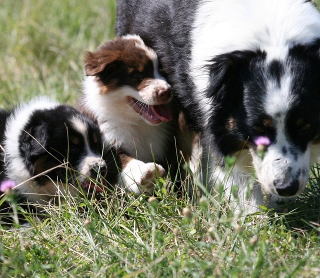 Chiot Berger Australien de Solemel