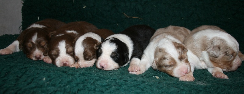 Chiot Berger Australien de Solemel