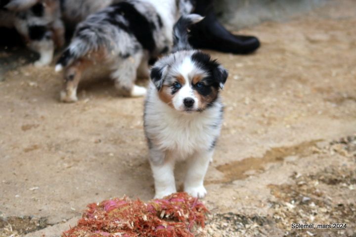 de Solemel - Chiots disponibles - Berger Australien