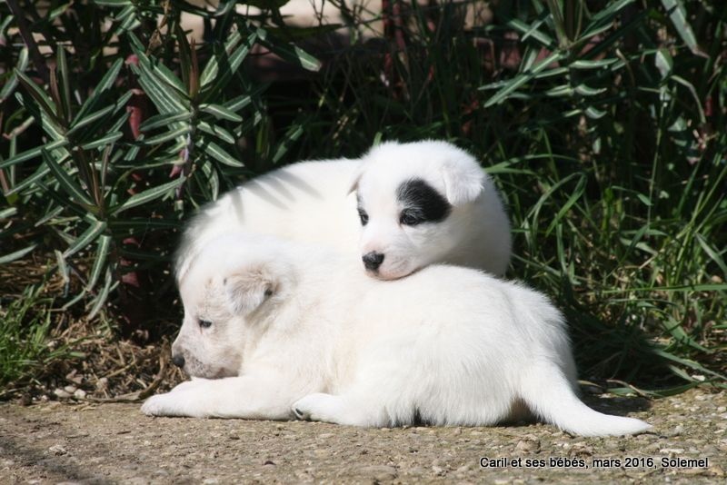 de Solemel - Canaan Dog - Portée née le 09/02/2016