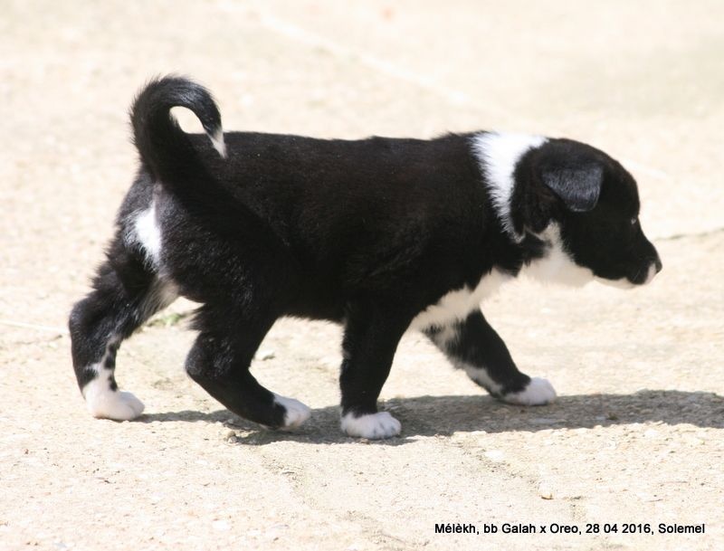 de Solemel - Canaan Dog - Portée née le 25/03/2016