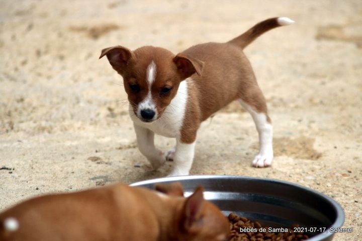 de Solemel - Chiots disponibles - Chien de garenne portugais