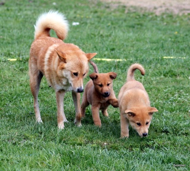 de Solemel - Canaan Dog - Portée née le 21/02/2014