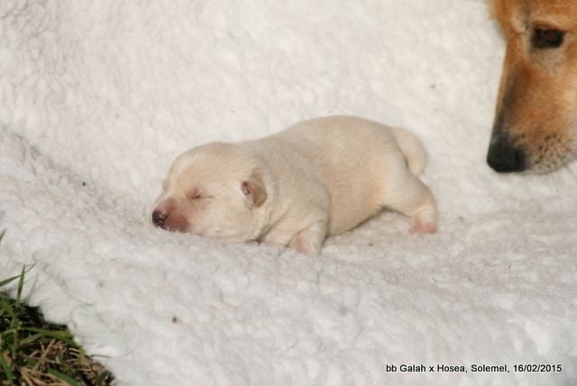 de Solemel - Canaan Dog - Portée née le 10/02/2015