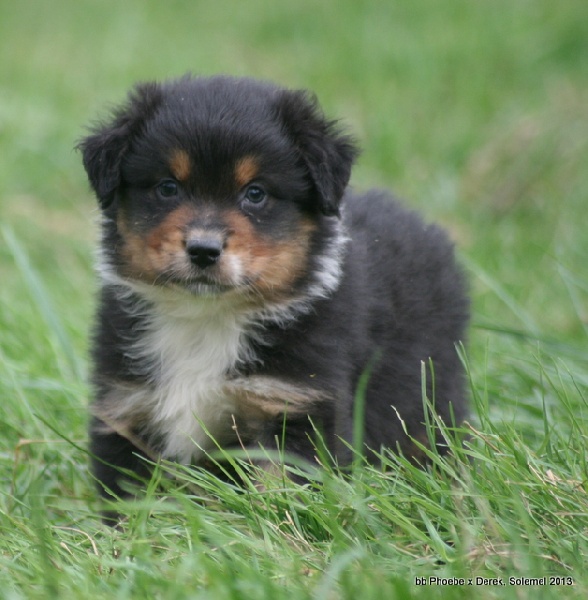 Chiot Berger Australien de Solemel