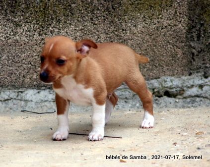 de Solemel - Chiots disponibles - Chien de garenne portugais