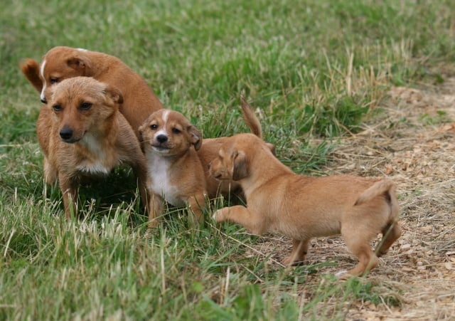 Chiot Chien de garenne portugais de Solemel