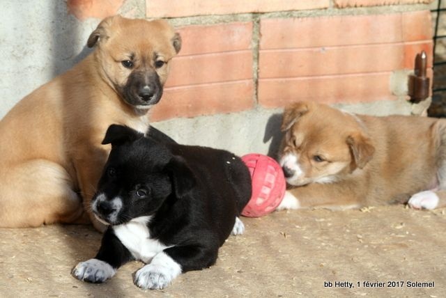 de Solemel - Canaan Dog - Portée née le 21/12/2016