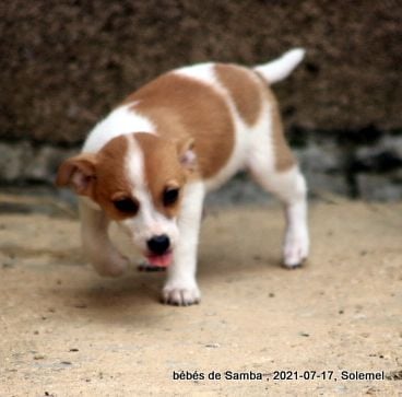 de Solemel - Chiots disponibles - Chien de garenne portugais