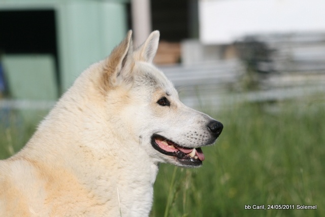 de Solemel - Canaan Dog - Portée née le 04/04/2011