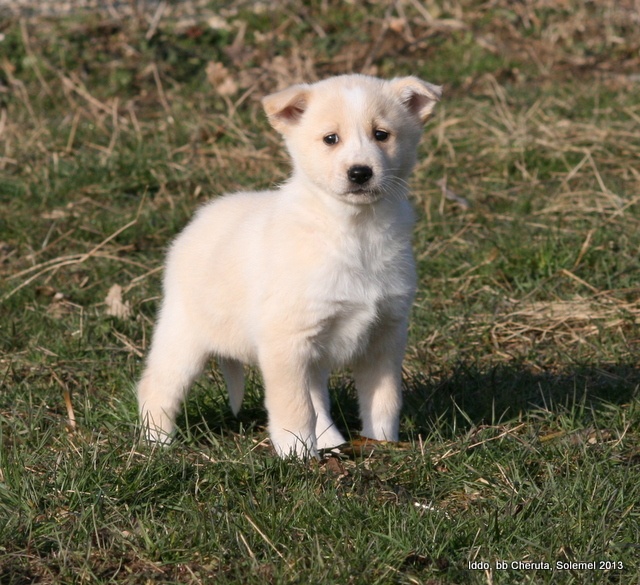 de Solemel - Canaan Dog - Portée née le 09/01/2013