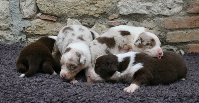 Chiot Berger Australien de Solemel