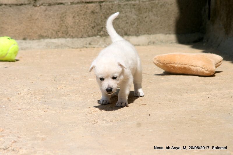 de Solemel - Canaan Dog - Portée née le 24/05/2017