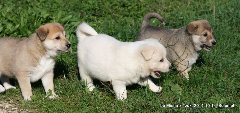 de Solemel - Canaan Dog - Portée née le 05/09/2014