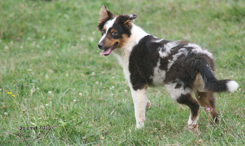 Chiot Berger Australien de Solemel