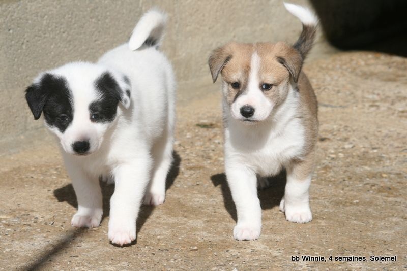 de Solemel - Canaan Dog - Portée née le 19/01/2016