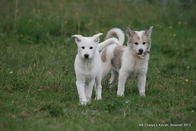 de Solemel - Canaan Dog - Portée née le 28/04/2013