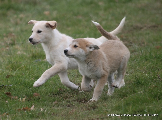 de Solemel - Canaan Dog - Portée née le 02/12/2011