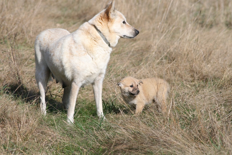 de Solemel - Canaan Dog - Portée née le 18/09/2012