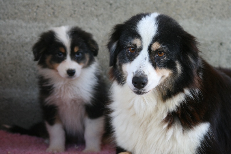 Chiot Berger Australien de Solemel