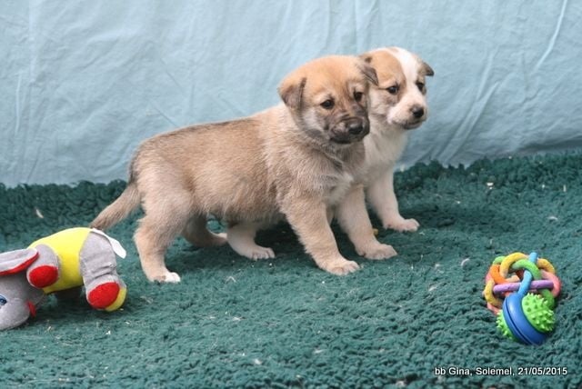 de Solemel - Canaan Dog - Portée née le 17/04/2015